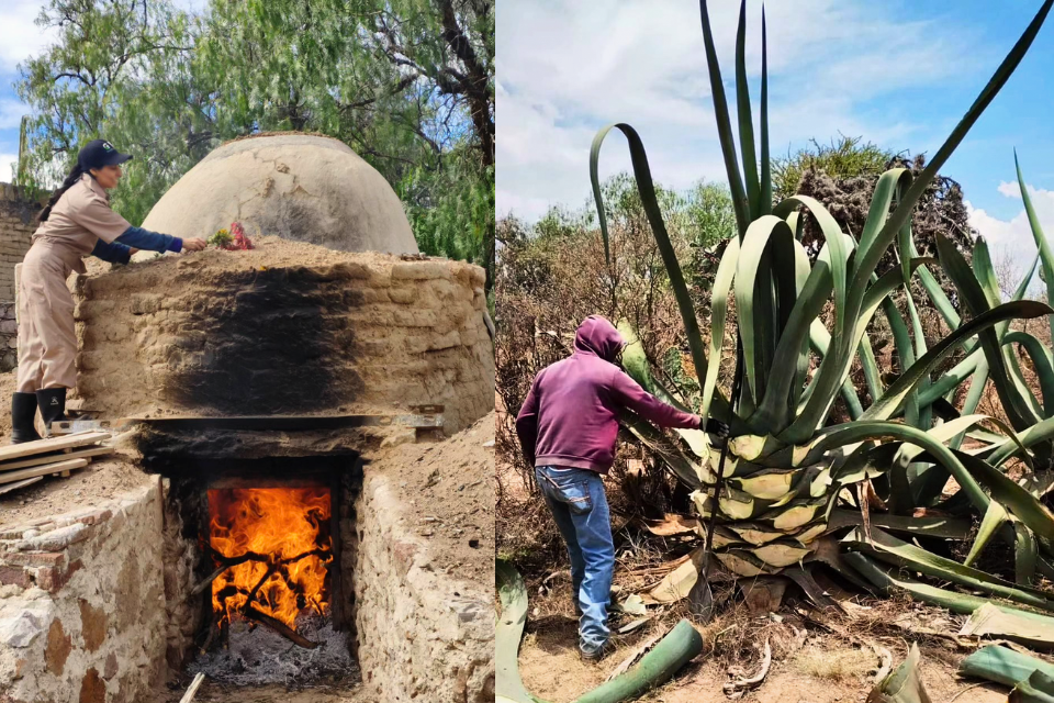 Mezcal heritage · Web
