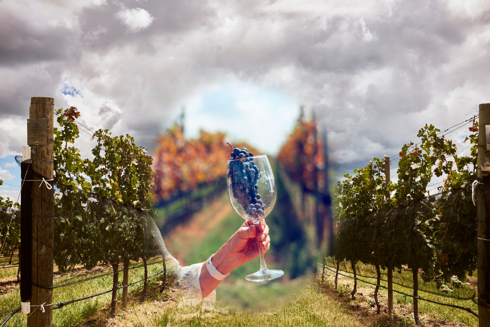 Wine tastings · WEB