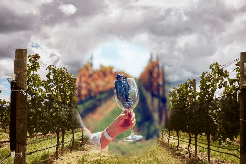 WEB MxTr · Cata vinos